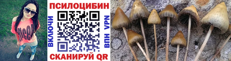 нарко площадка как зайти  Злынка  Псилоцибиновые грибы мицелий 